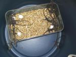 Australian Water Dragon (<i>Physignathus lesueurii</i>) Box of eggs just hatched